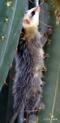 Didelphis pernigra