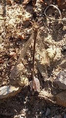 Macronemurus appendiculatus