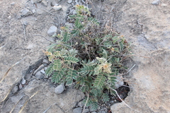 Astragalus mollissimus