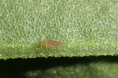 Cryptoneossa triangula