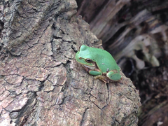 Hyla japonica