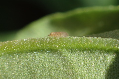 Cryptoneossa triangula