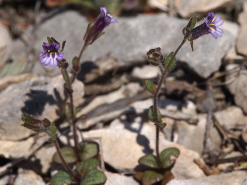 Representative image of Chaenorhinum rubrifolium rubrifolium