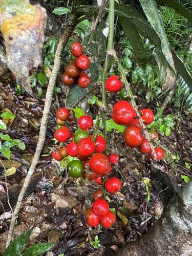 Cordyline murchisoniae, 2025-02-05