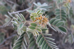 Astragalus mollissimus