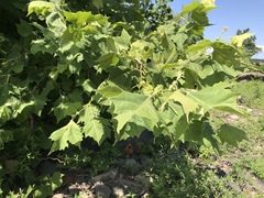 Platanus occidentalis