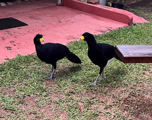 Black Curassow (Crax alector), photo 4