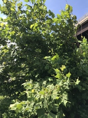 Platanus occidentalis