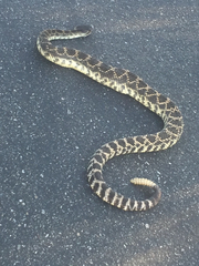 Crotalus oreganus