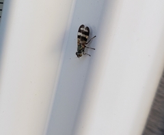 Chaetopsis massyla