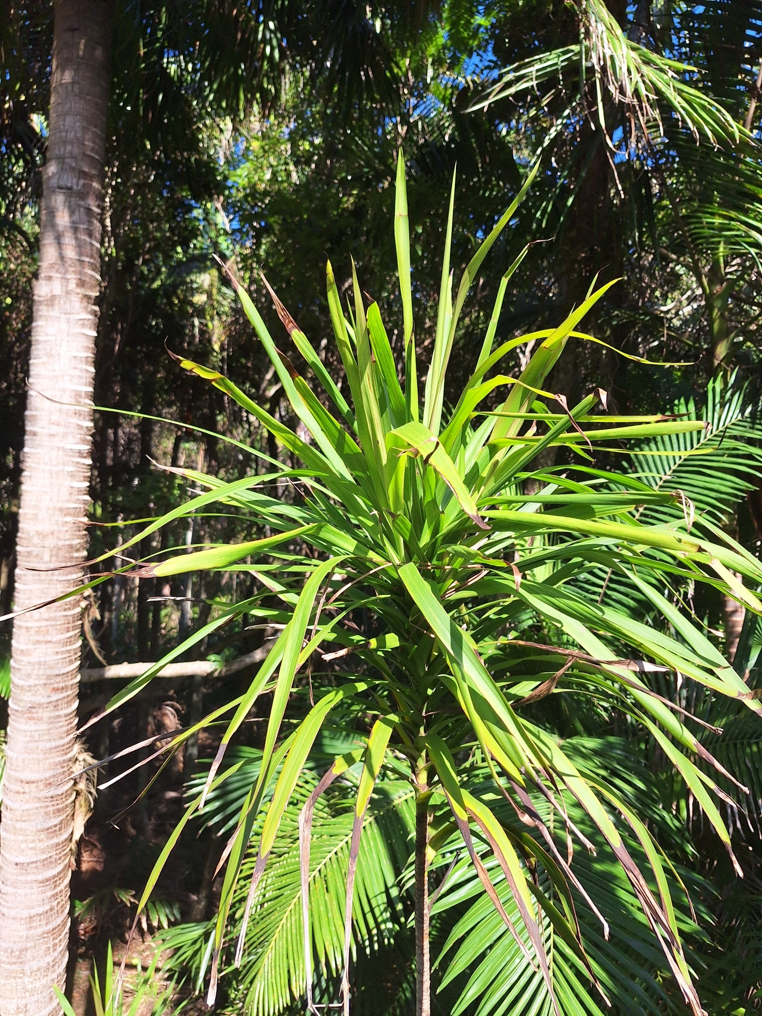 Imagem de Dracena-preta