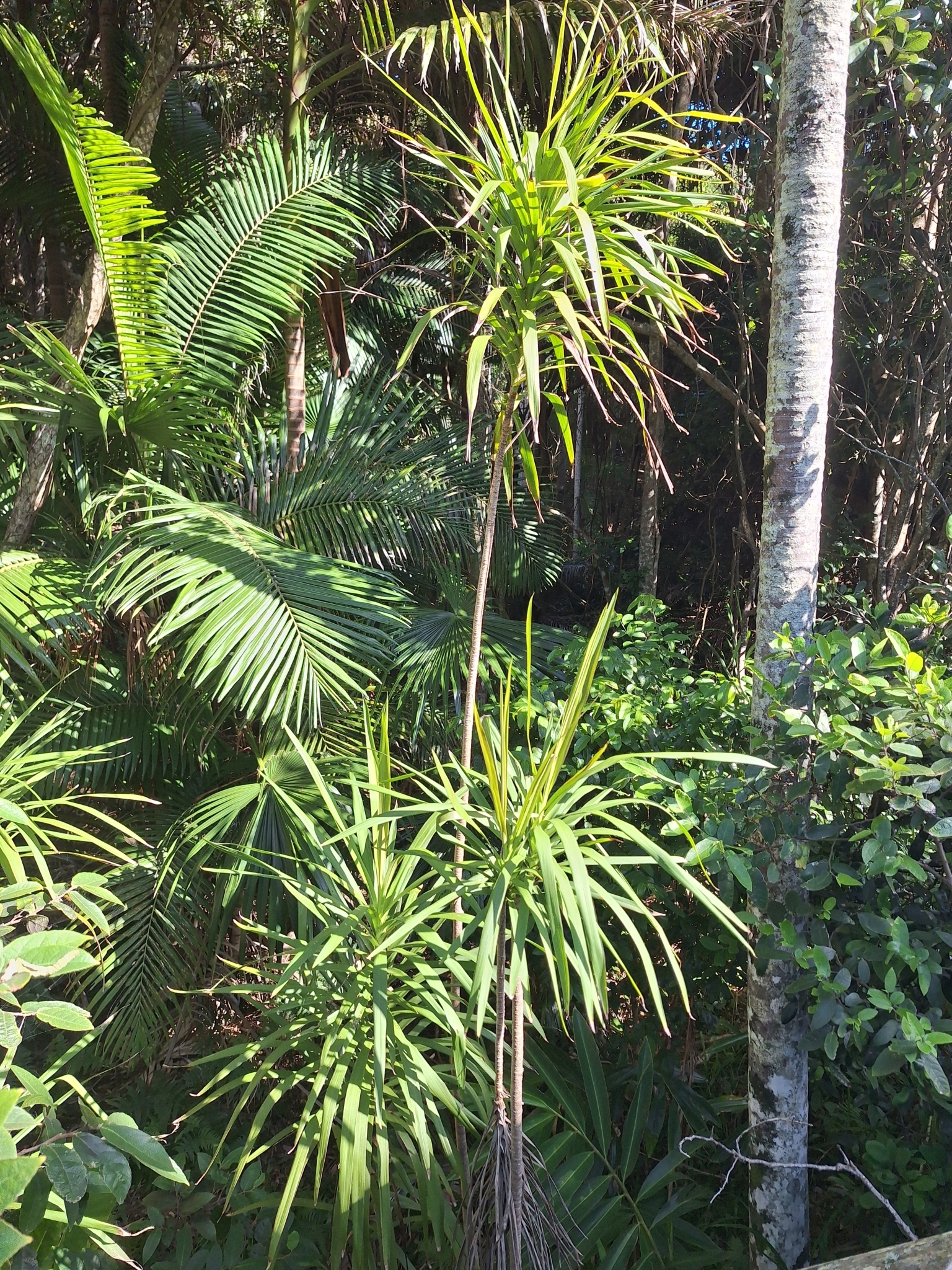Imagem de Dracena-preta