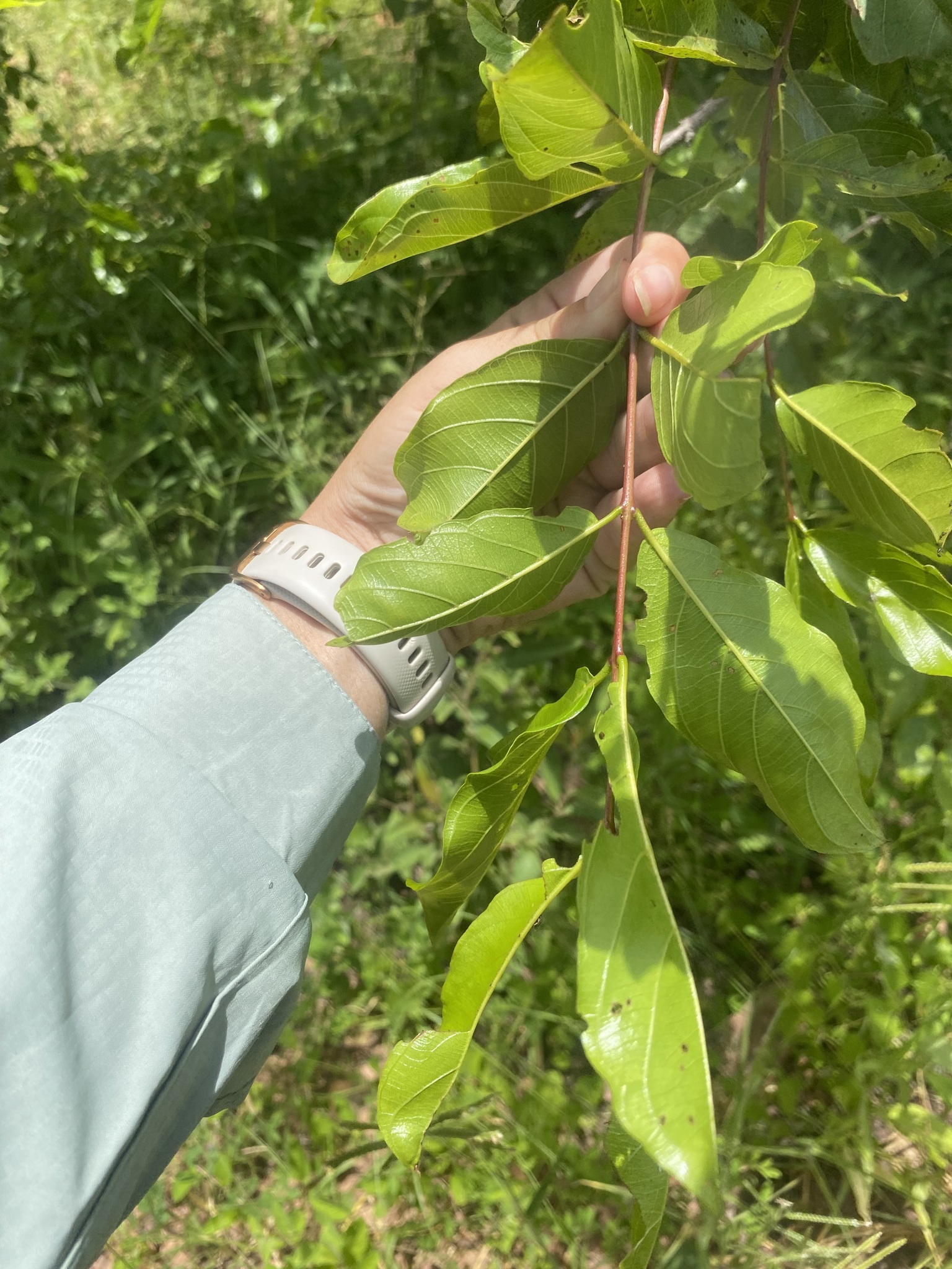 Imagem de Combretum apiculatum é conhecido como "muamba"