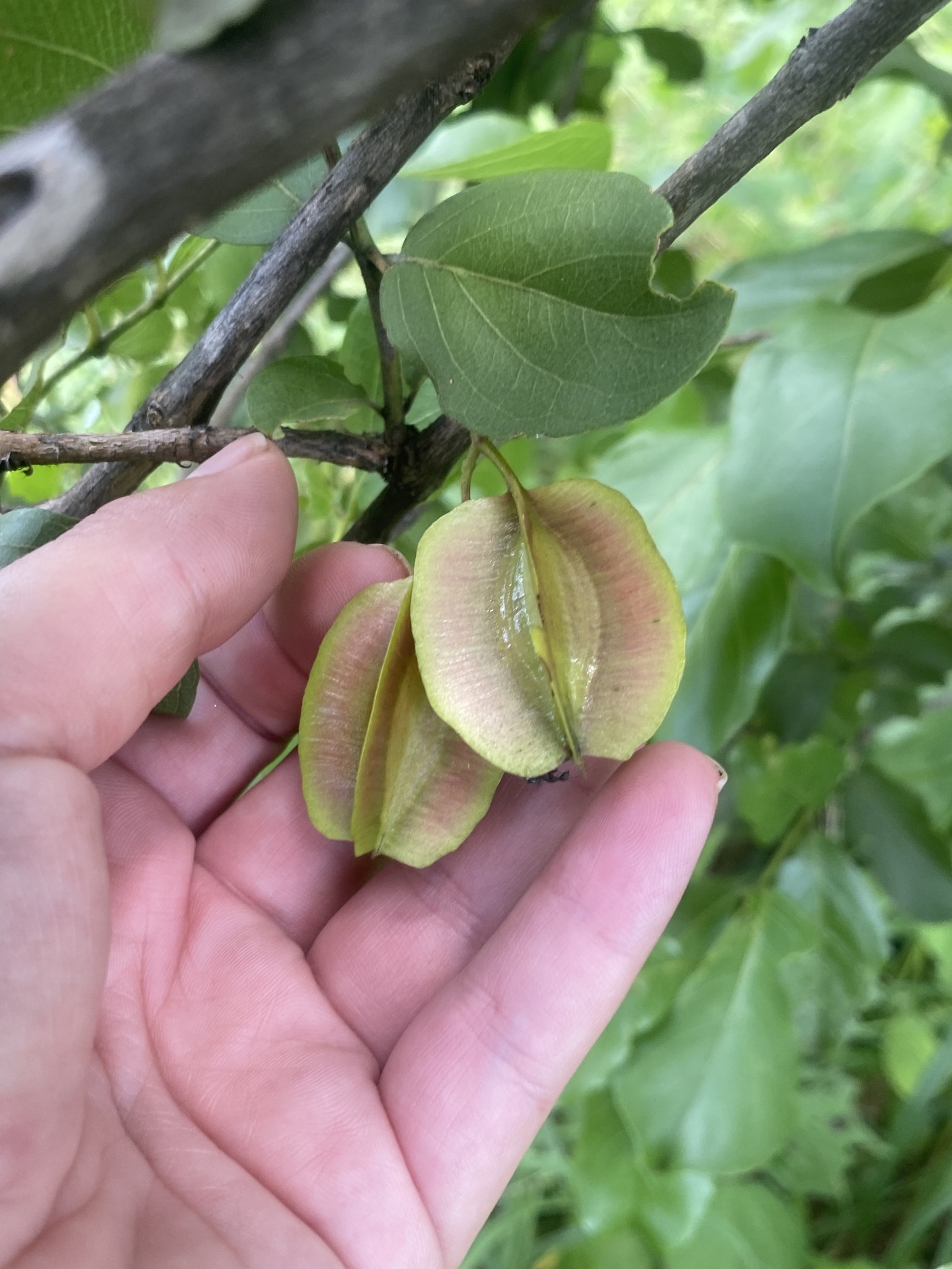 Imagem de Combretum apiculatum é conhecido como "muamba"