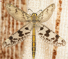Mottled Veld Antlion