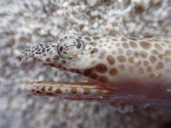 Fowler's Snake Eel photo 3