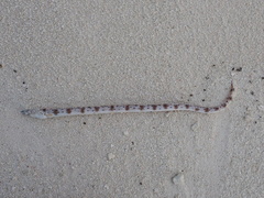 Fowler's Snake Eel photo 2