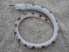 Fowler's Snake Eel photo 1