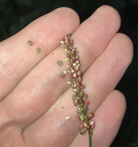 Image of Persicaria extremiorientalis by no rights reserved