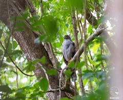 Accipiter bicolor