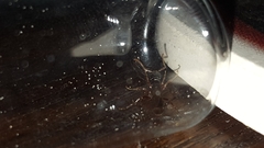 Poneracantha triangularis