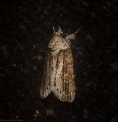 Nycteola indica