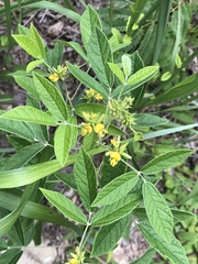 Rhynchosia tomentosa