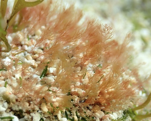 Monosporus indicus