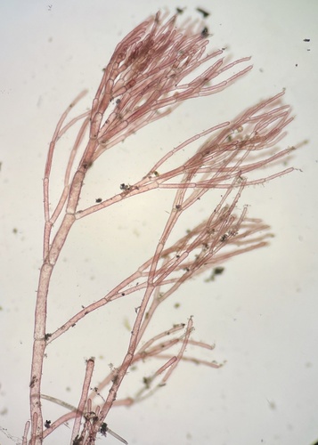 Monosporus indicus