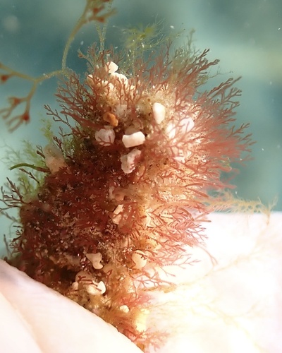 Gayliella fimbriata