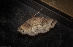 Lithilaria proestans