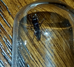 Poneracantha triangularis