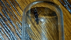 Poneracantha triangularis