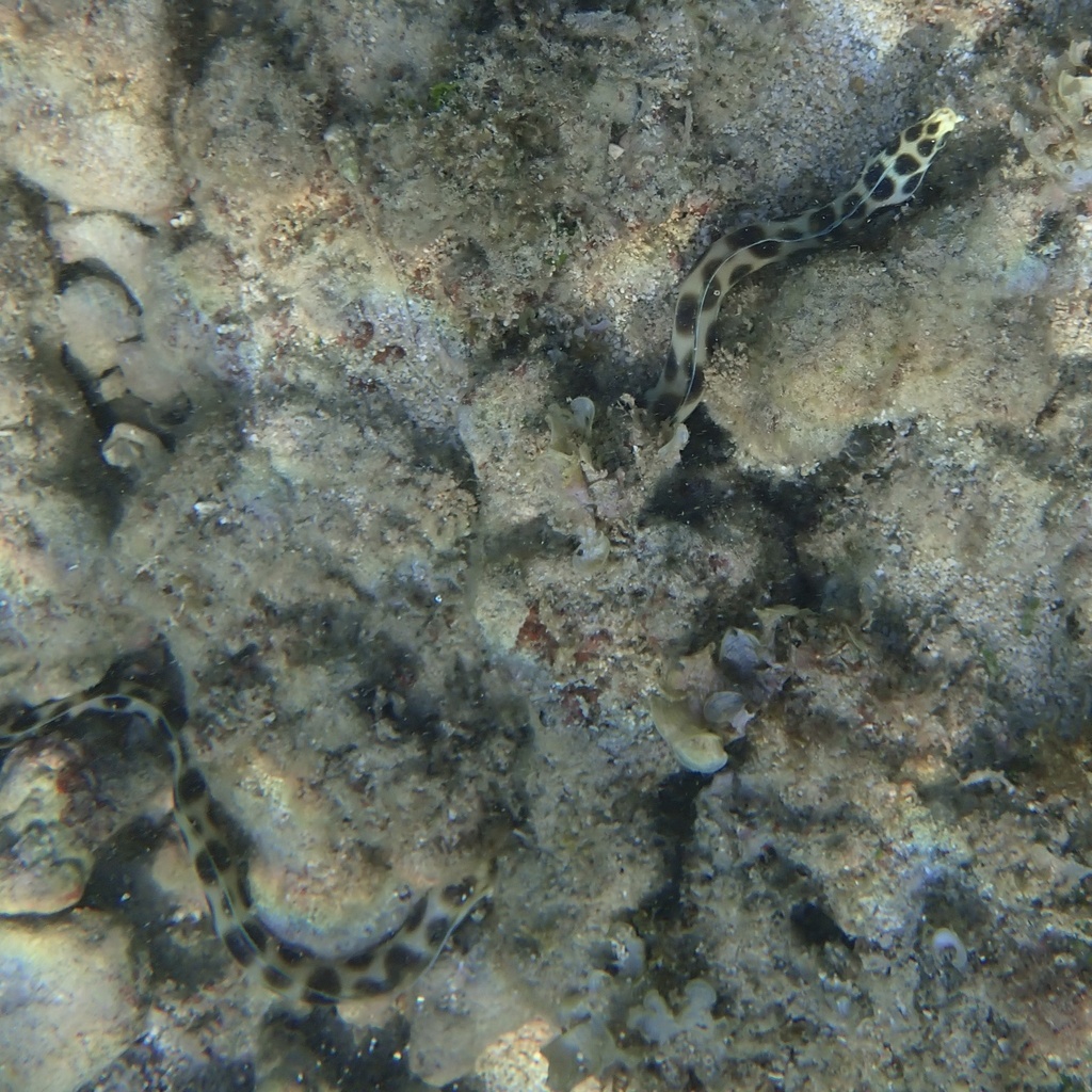 Magnificent Snake Eel