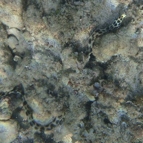 Magnificent Snake Eel