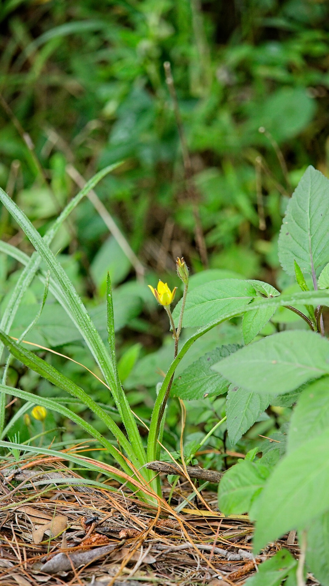 Hypoxis acuminata