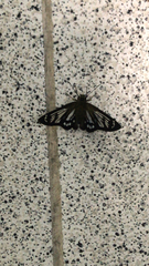 Lepidoptera
