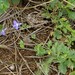 Lobelia chamaedryfolia 2