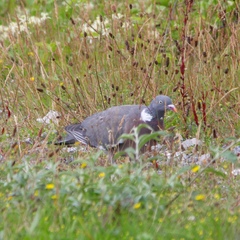Columba palumbus
