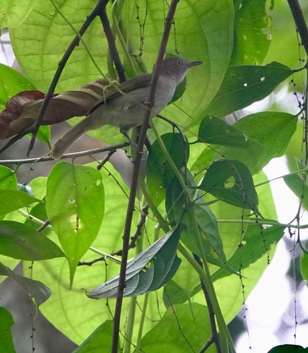 iNaturalist image