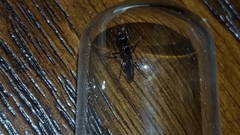 Poneracantha triangularis