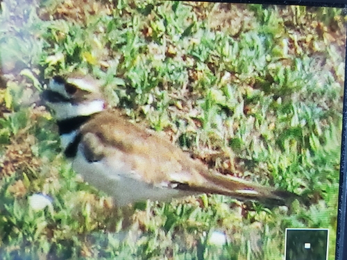 Killdeer photographed in North Dakota