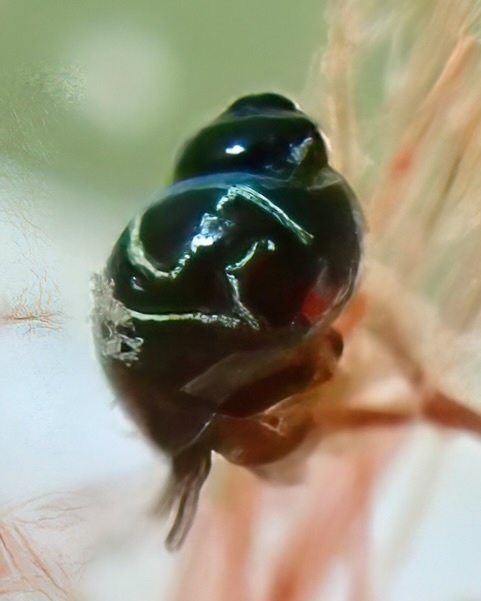 Rissoella confusa