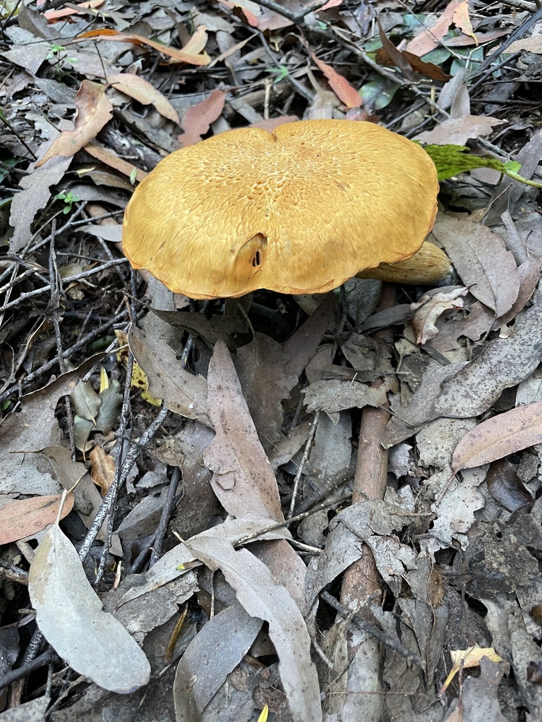 Gymnopilus junonius · February 2025 · photo: © taylor_dc (iNaturalist, cc-by)