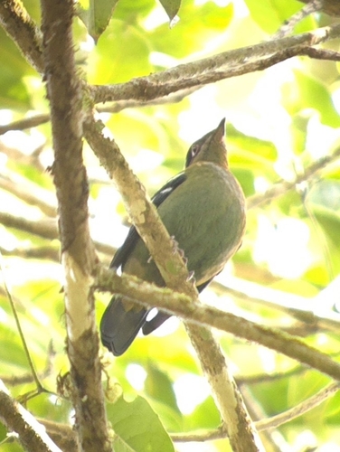 Green Cochoa (Cochoa viridis)
