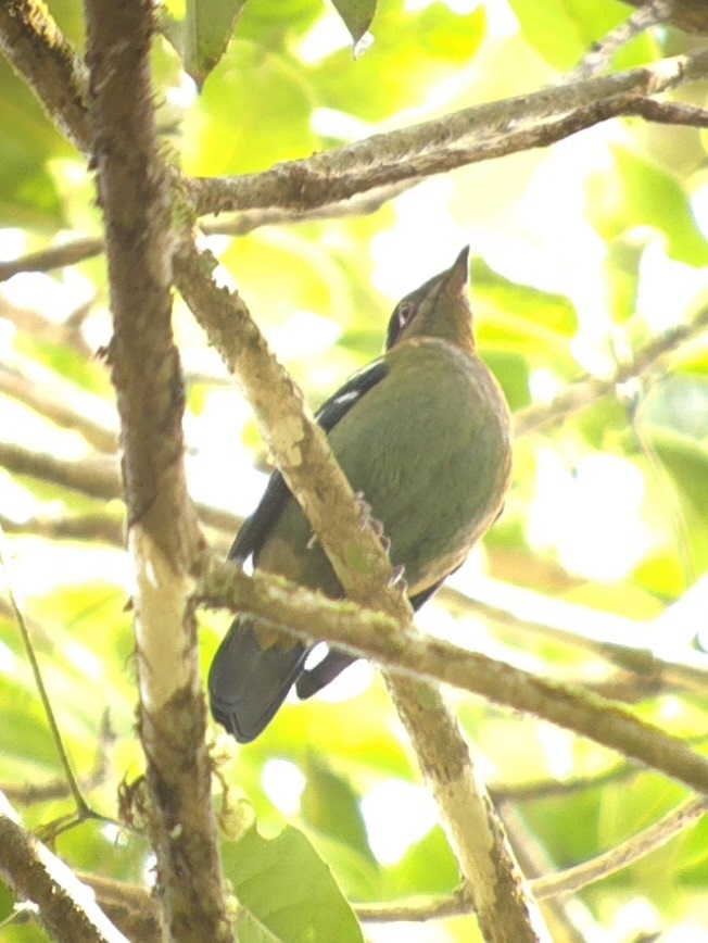 Green Cochoa (Cochoa viridis), photo 1