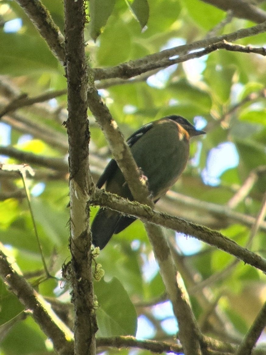 Green Cochoa (Cochoa viridis), photo 2