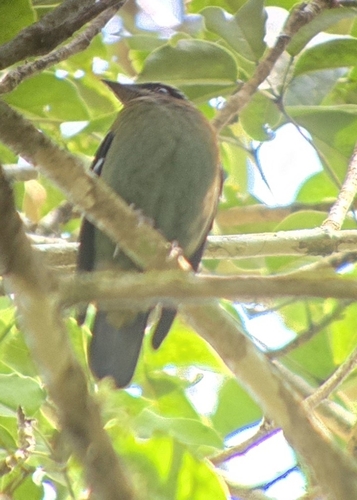Green Cochoa (Cochoa viridis), photo 9