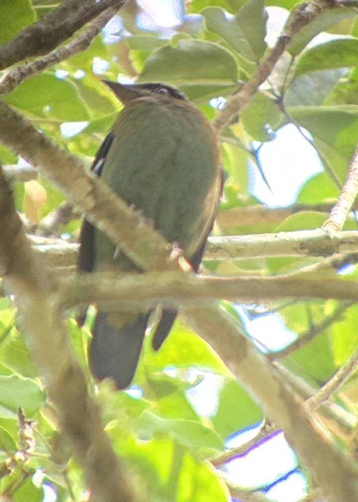 Green Cochoa (Cochoa viridis), photo 10