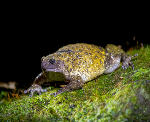 Callulops doriae